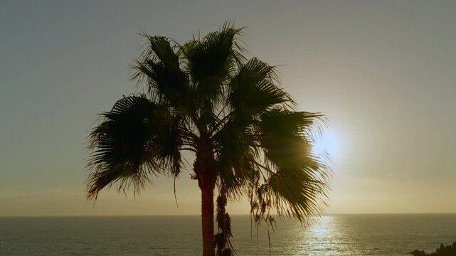 palm tree on the beach at sunset 