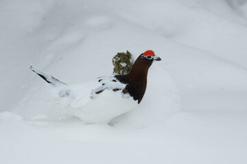 Male Willow Ptarmigan in White Winter Plumage Standing in the Snow, Golsfjellet Norway © André Sørbø