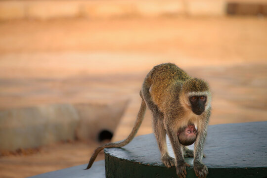 View of a vervet monkey carrying its baby on its chest while standing on a dark surface in Serengeti, Mara Region, Tanzania.