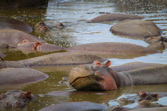 View of a pod of hippopotamuses resting in the muddy waters of the Serengeti, Mara Region, Tanzania.