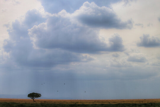 View of a lone acacia tree standing on the vast Serengeti plains under a dramatic, cloudy sky in Serengeti, Mara Region, Tanzania.