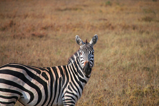 View of a zebra standing in the dry grasslands of the Serengeti, Mara Region, Tanzania.