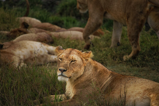 View of a lioness resting in the tall grass of the Serengeti with other lions lounging in the background in Serengeti, Mara Region, Tanzania.