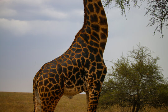View of a giraffe feeding on the leaves of an acacia tree in the savanna of Serengeti, Mara Region, Tanzania.