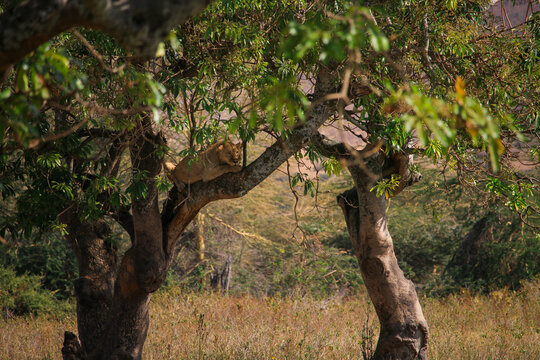 View of a young lion resting on a sturdy tree branch in the savanna of Serengeti, Mara Region, Tanzania.