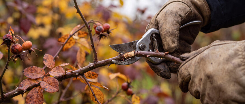 Gardener pruning rose bush with secateurs in autumn garden, close up of leather gloves and shears
