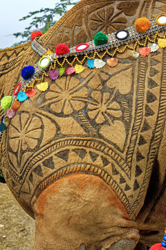 View of intricate fur carvings and traditional colorful decorations on a camel in Harappa, Punjab, Pakistan.