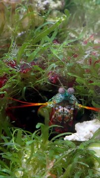 Odontodactylus Scyllarus (Clown Fangschreckenkrebs) in seiner H&ouml;hle - Mantis Shrimp -hochkant

