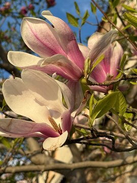pink magnolia flowers