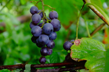 Venus grape variety © eagle130870