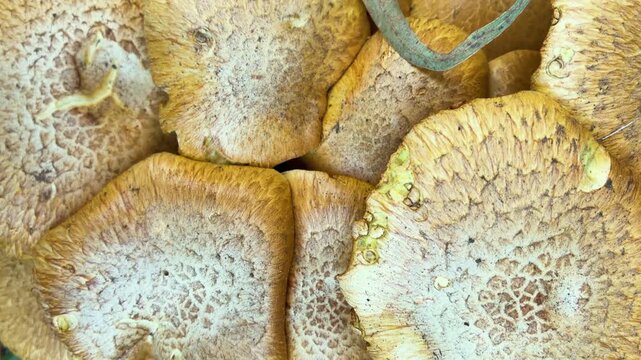 Close up video of wild forest mushrooms showing organic brown texturized surface details, fungi pattern