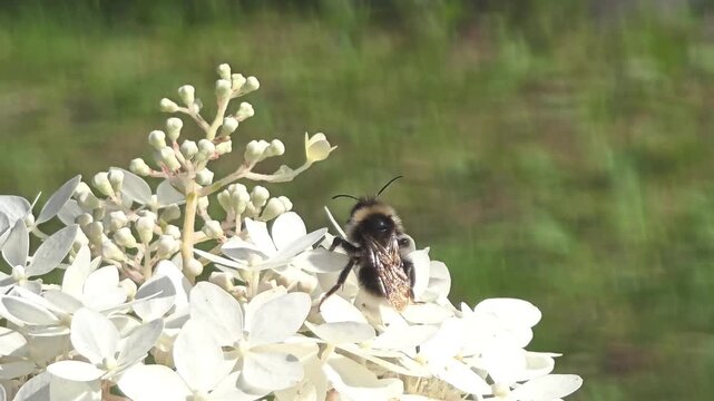Bee pollinating flowers in a garden during bright daylight