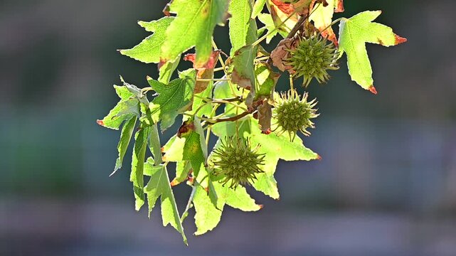 Green maple seed pods hanging from a leafy branch