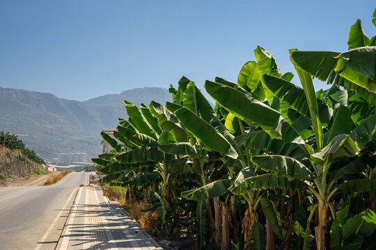 Banana plantation with green banana bunches in Mahmutlar, Alanya, Turkey