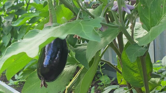 Growing eggplant in a backyard garden during summer