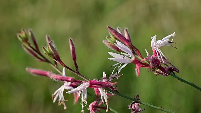Delicate White Gaura Flowers on Slender Red Stems