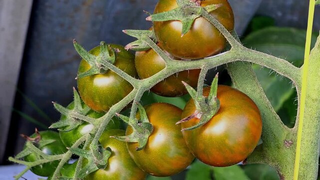 Growing green tomatoes in a backyard garden during the summer season