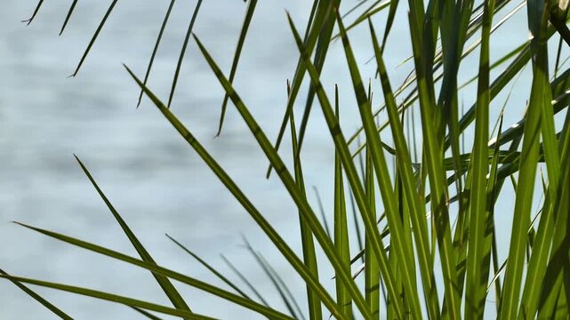 Tropical palm fronds swaying in sunlight with a blurry blue water background