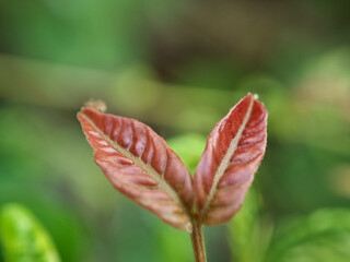 Macro shot of young reddish brown leaves sprouting on a plant stem with blurred green bokeh background © Hendra Susanto0311