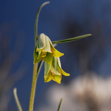Yellow Fritillary Flowers Blooming Against Soft Blue Background