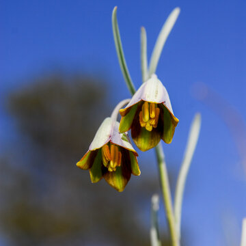 Nodding fritillary flowers in close-up against blue background