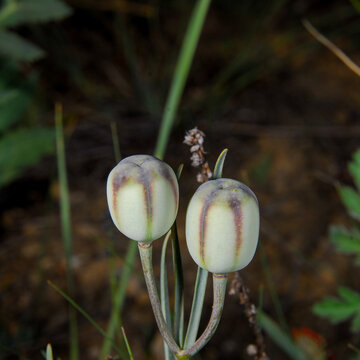Paired Fritillaria Seed Capsules Developing in Woodland Understory