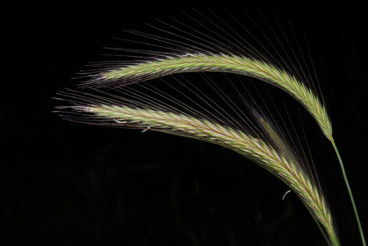 Hordeum bulbosum seed heads with long awns on black background