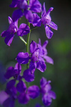 Purple Consolida orientalis Flowers Blooming in Close-Up