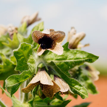 Black henbane flowers blooming among hairy green leaves