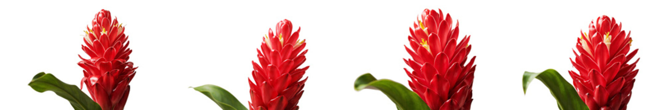 Four red ginger flowers isolated on transparent background