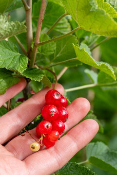 Rote Johannisbeeren im Freien von Hand pfl&uuml;cken