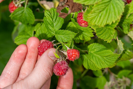 frische Himbeeren von Hand pfl&uuml;cken