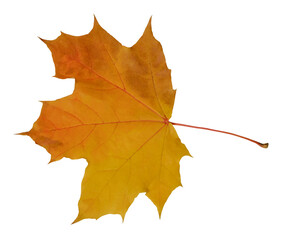 Fototapeta premium yellow-brown maple leaf