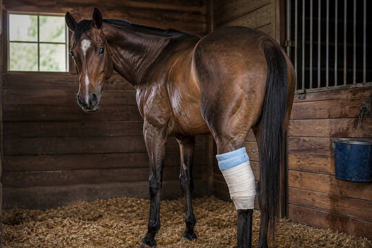 Racehorse in a stable with an ice pack wrapped around its hind leg.
