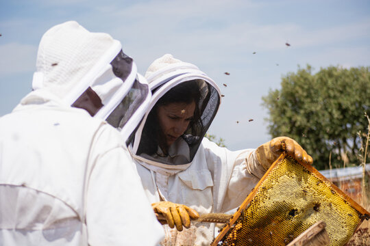 Beekeepers collecting honey from a honeycomb frame in nature