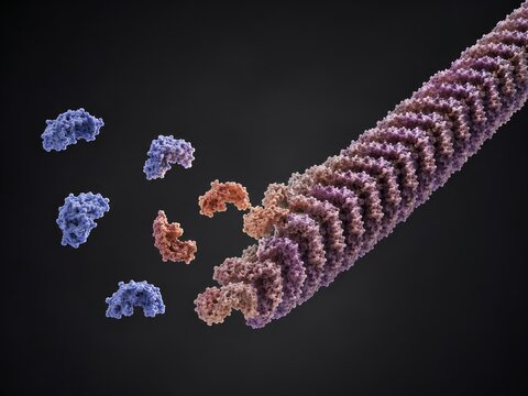 Amyloid fibril formation from misfolded proteins
