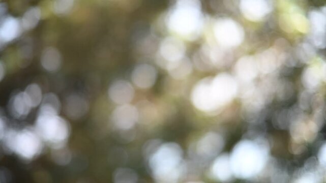Soft Defocused Forest Bokeh Background Video with Natural Sunlight.
