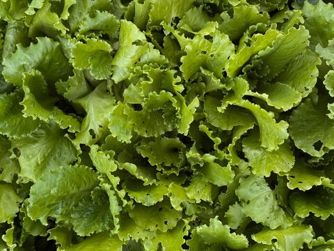 Fresh green lettuce leaves growing close up, organic salad texture for plant based food, sustainable agriculture, home gardening, healthy eating, vegan nutrition and farm to table wellness stock image