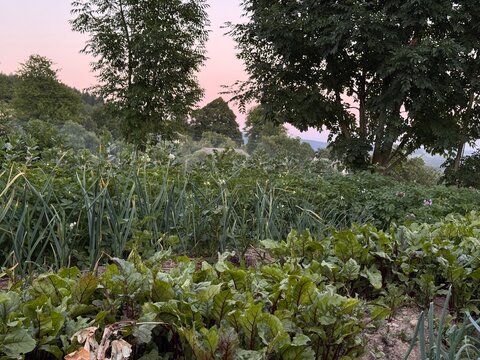 Organic vegetable garden at sunset with beet greens, onions and trees, homegrown food and regenerative farming for climate friendly nutrition, food security, permaculture and sustainable living idea