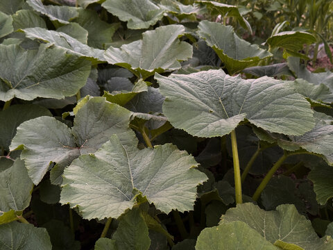 Large pumpkin or zucchini leaves growing in an organic vegetable garden, sustainable food and regenerative farming concept with home gardening, soil health, food security and climate friendly harvest