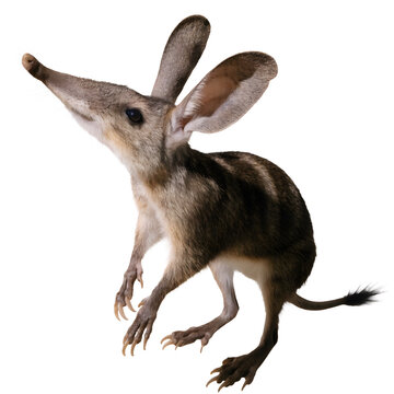 Bilby marsupial mammal with long snout and large ears leaping up.