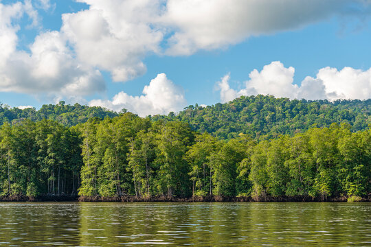 Mangrove forest by Sierpe River, Corcovado national park, Osa Peninsula, Costa Rica.