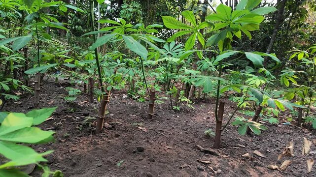Young cassava plants growing.