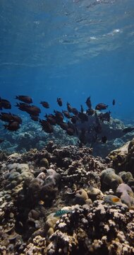School of tropical fishes on coral reef underwater in blue ocean