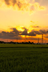 Obraz premium 夕焼けに染まる田園風景