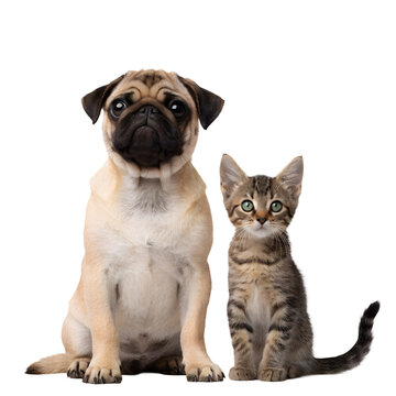 Pug puppy and tabby kitten sitting together for pet design projects.