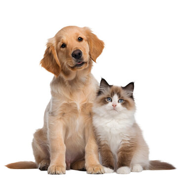 Golden retriever puppy and fluffy kitten posing for animal photography.