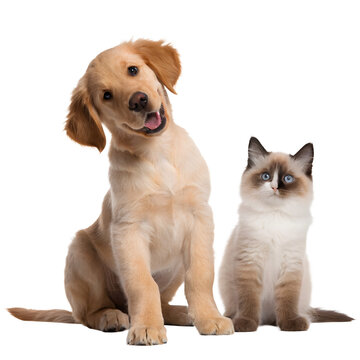 Golden retriever puppy sits beside ragdoll kitten on transparent backdrop.