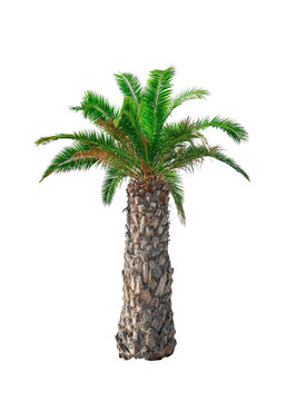A single tropical palm tree with vibrant green fronds stands centered against a pure white background.