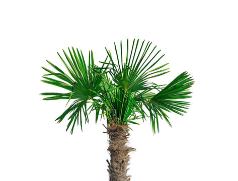 A small tropical palm tree with green fan-shaped leaves is isolated on a clean white background.